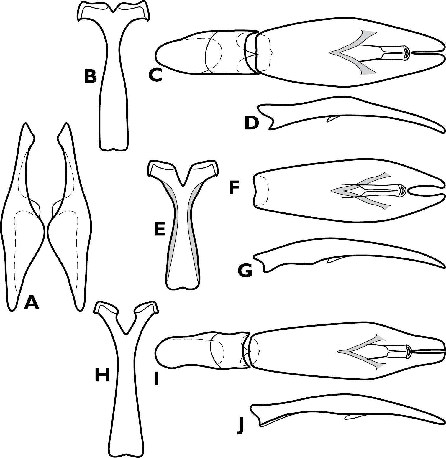 Image of Crenulister explanatus Caterino & Tishechkin 2014