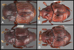 Image of Conocassis invaginata Caterino & Tishechkin 2014