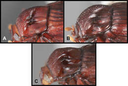 Image of Conocassis invaginata Caterino & Tishechkin 2014