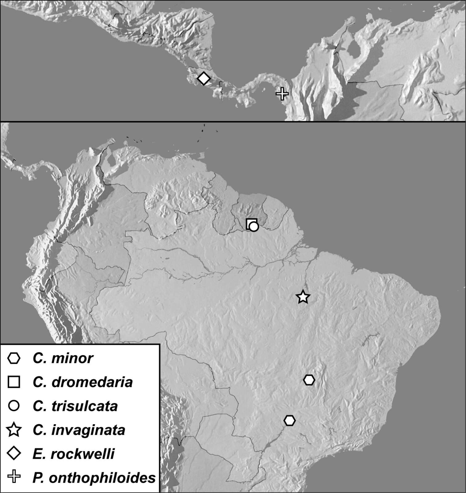 Image of Conocassis invaginata Caterino & Tishechkin 2014