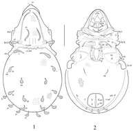 Image de Papillocepheus Balogh & Mahunka 1966