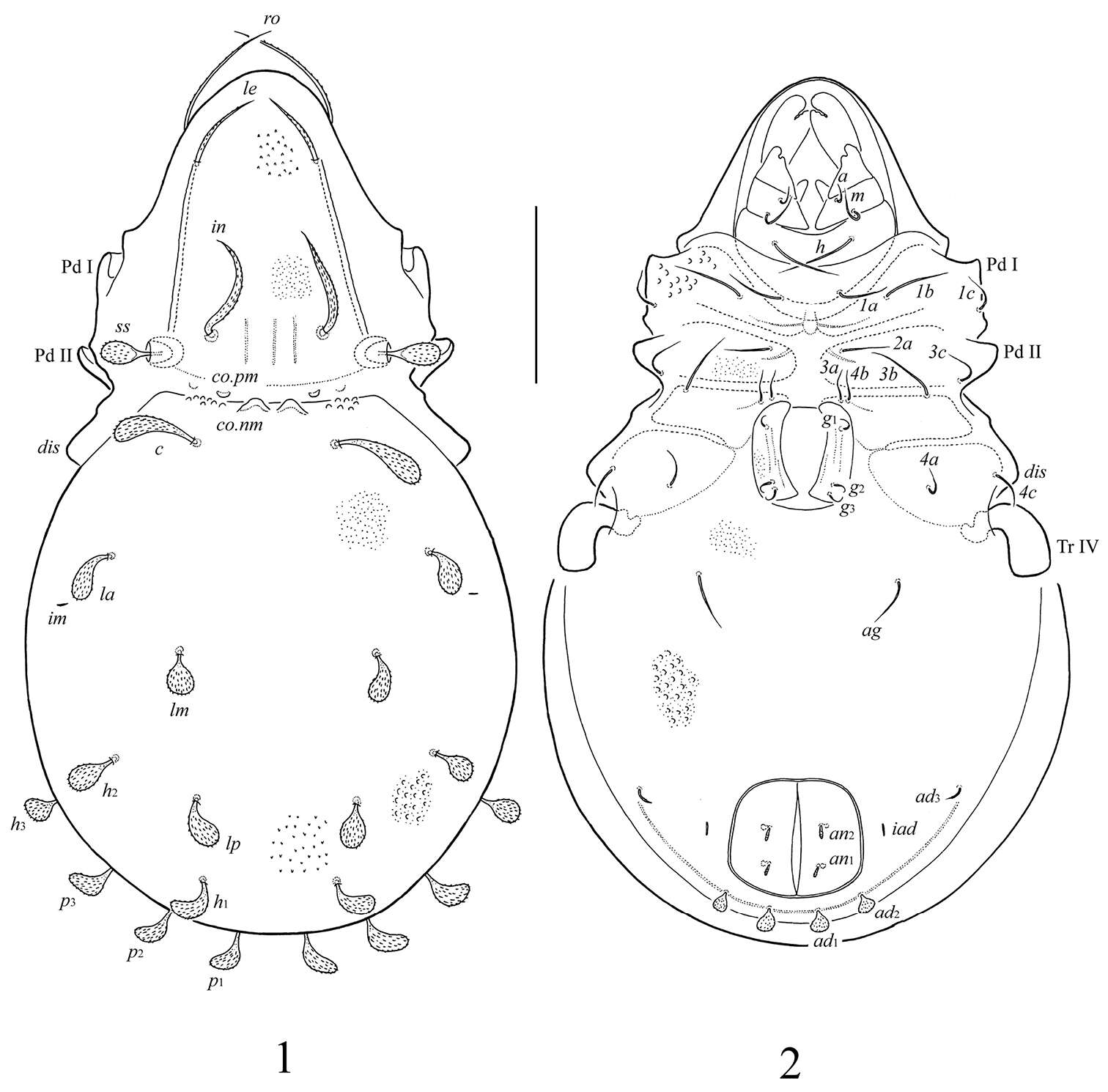 Image of mitelike mites