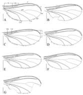 Plancia ëd Sciaridae