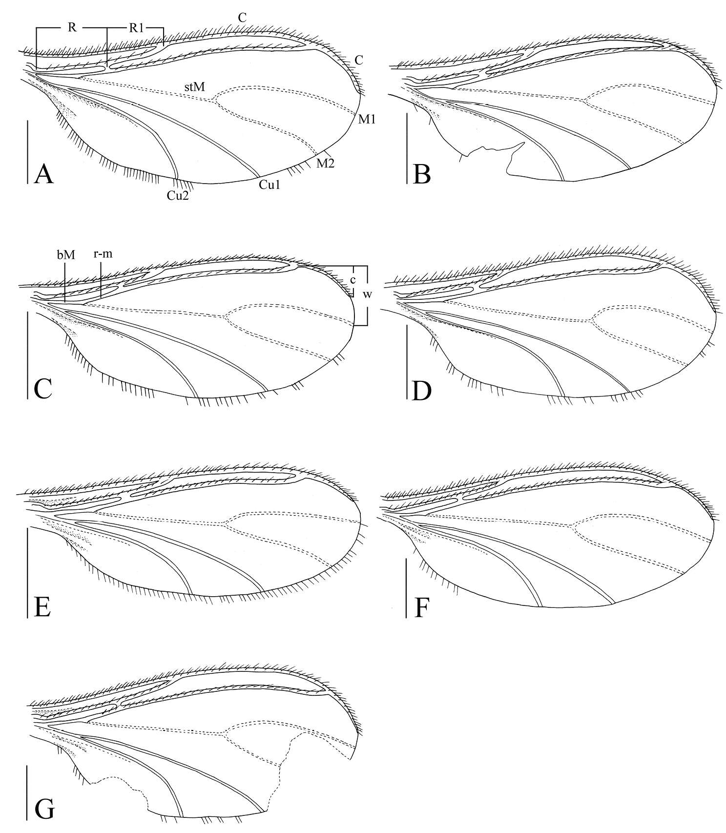 Image of dark-winged fungus gnats