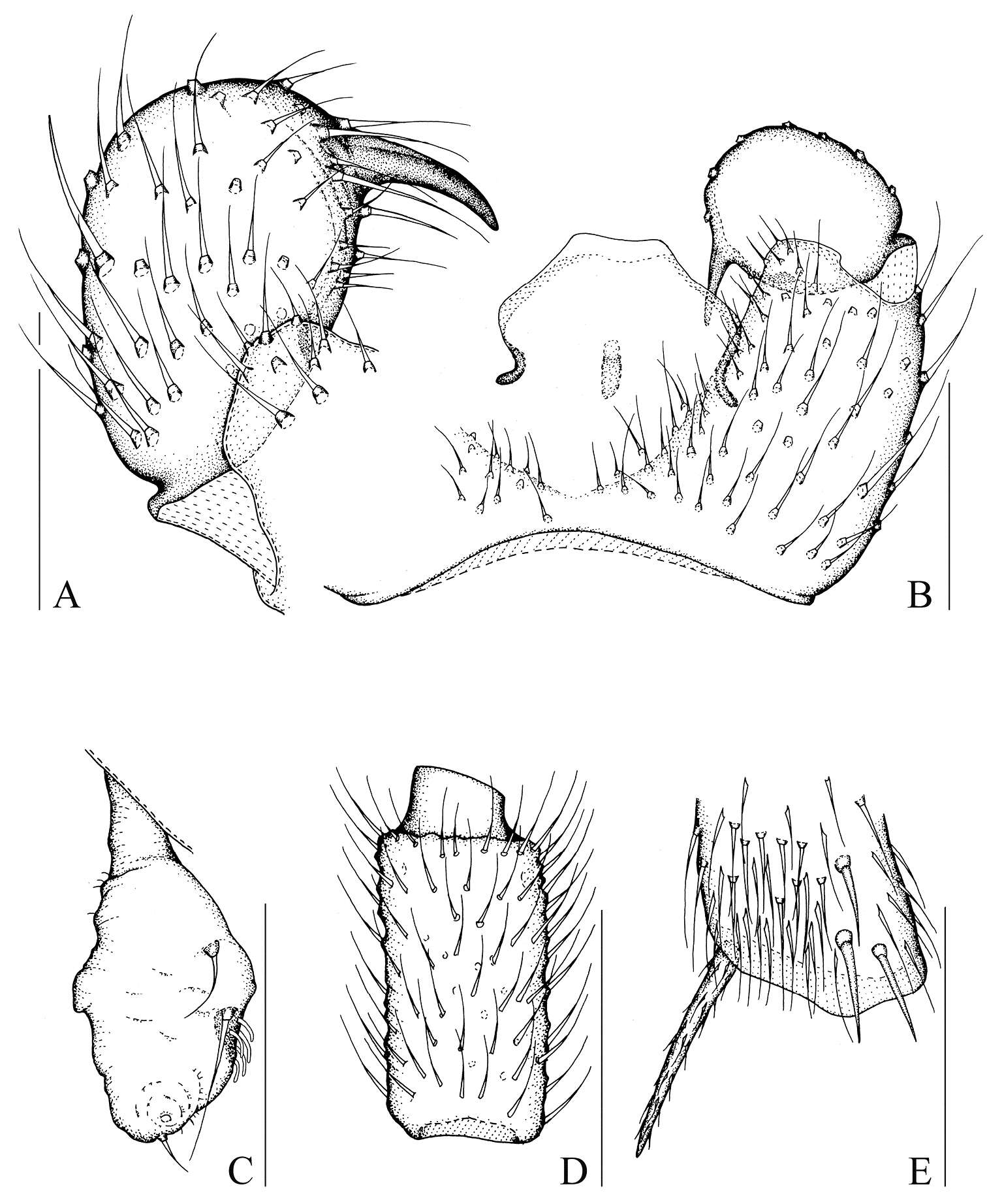 Image of Peyerimhoffia obesa Shi & Huang