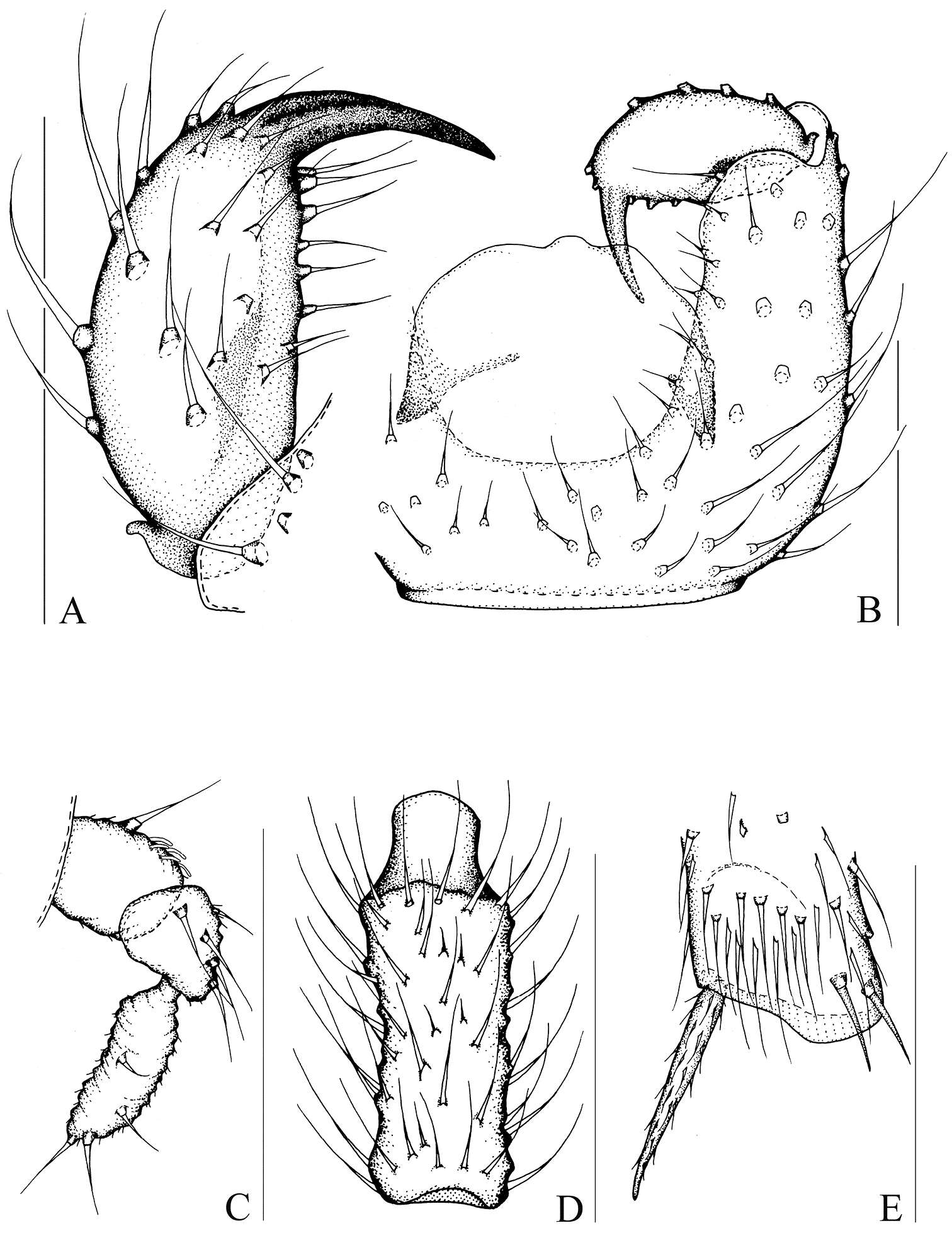 Image of Peyerimhoffia sparsula Shi & Huang