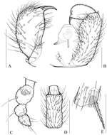 Plancia ëd Peyerimhoffia brachypoda Shi, Huang, Zhang & Wu 2014