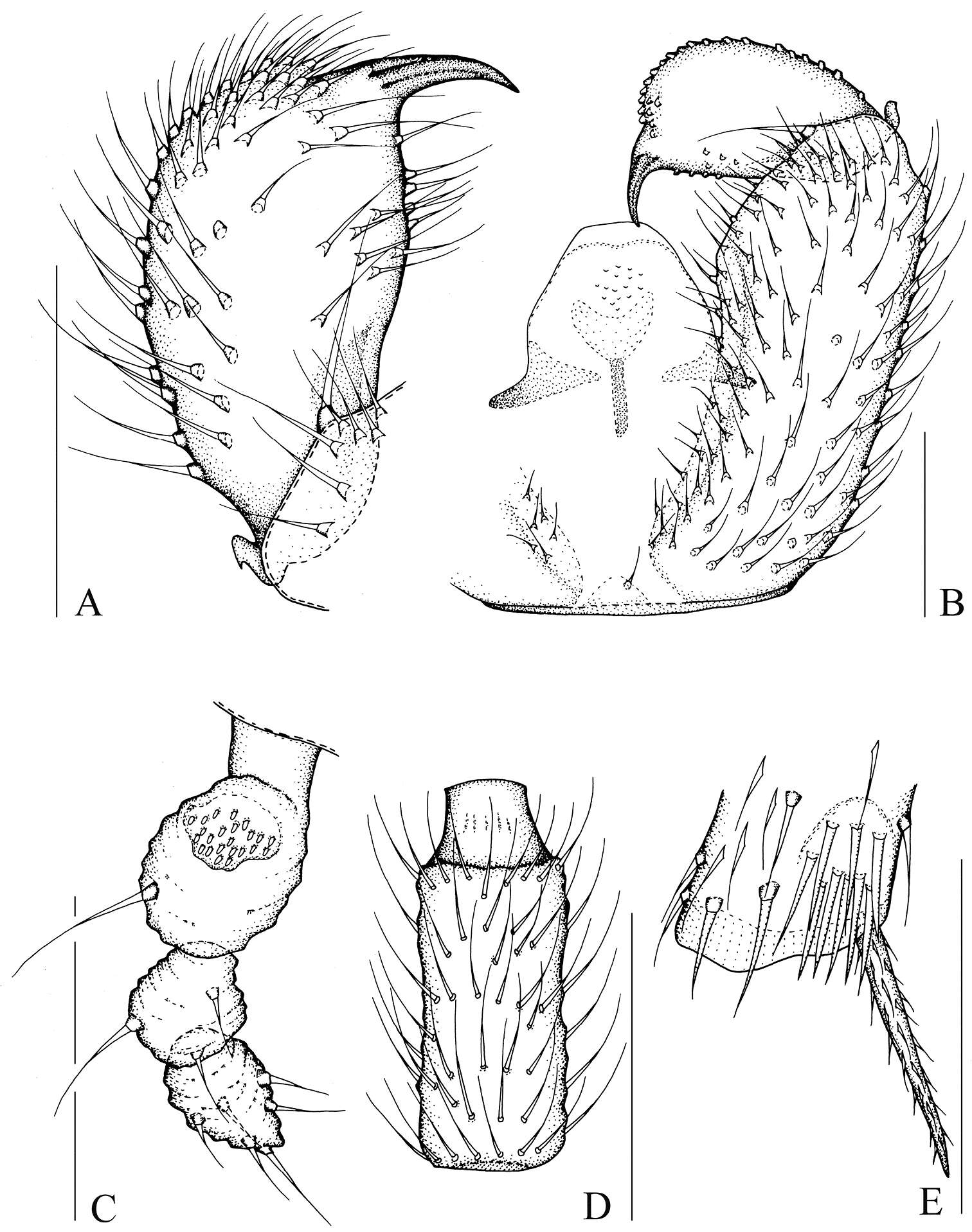 Image of Peyerimhoffia brachypoda Shi, Huang, Zhang & Wu 2014