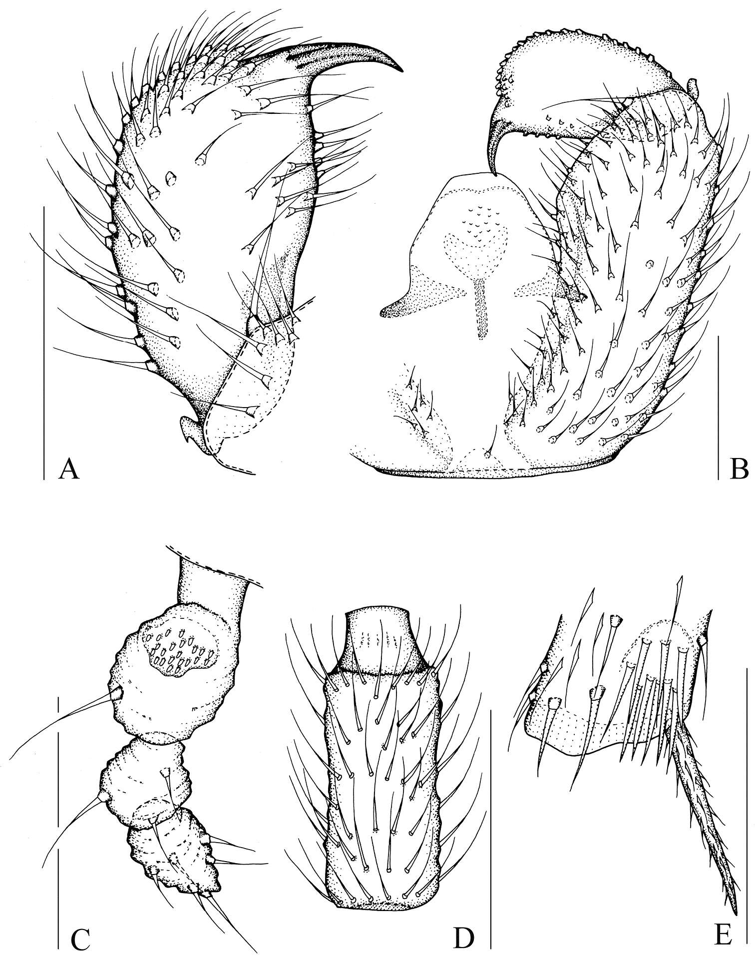 Plancia ëd Peyerimhoffia brachypoda Shi, Huang, Zhang & Wu 2014