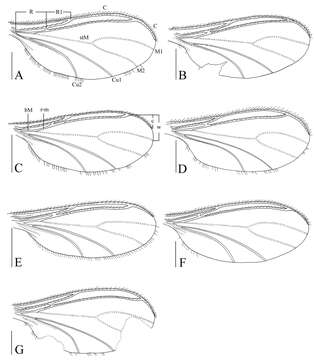 Image of Peyerimhoffia brachypoda Shi, Huang, Zhang & Wu 2014