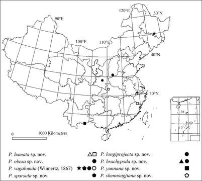 Plancia ëd Peyerimhoffia brachypoda Shi, Huang, Zhang & Wu 2014