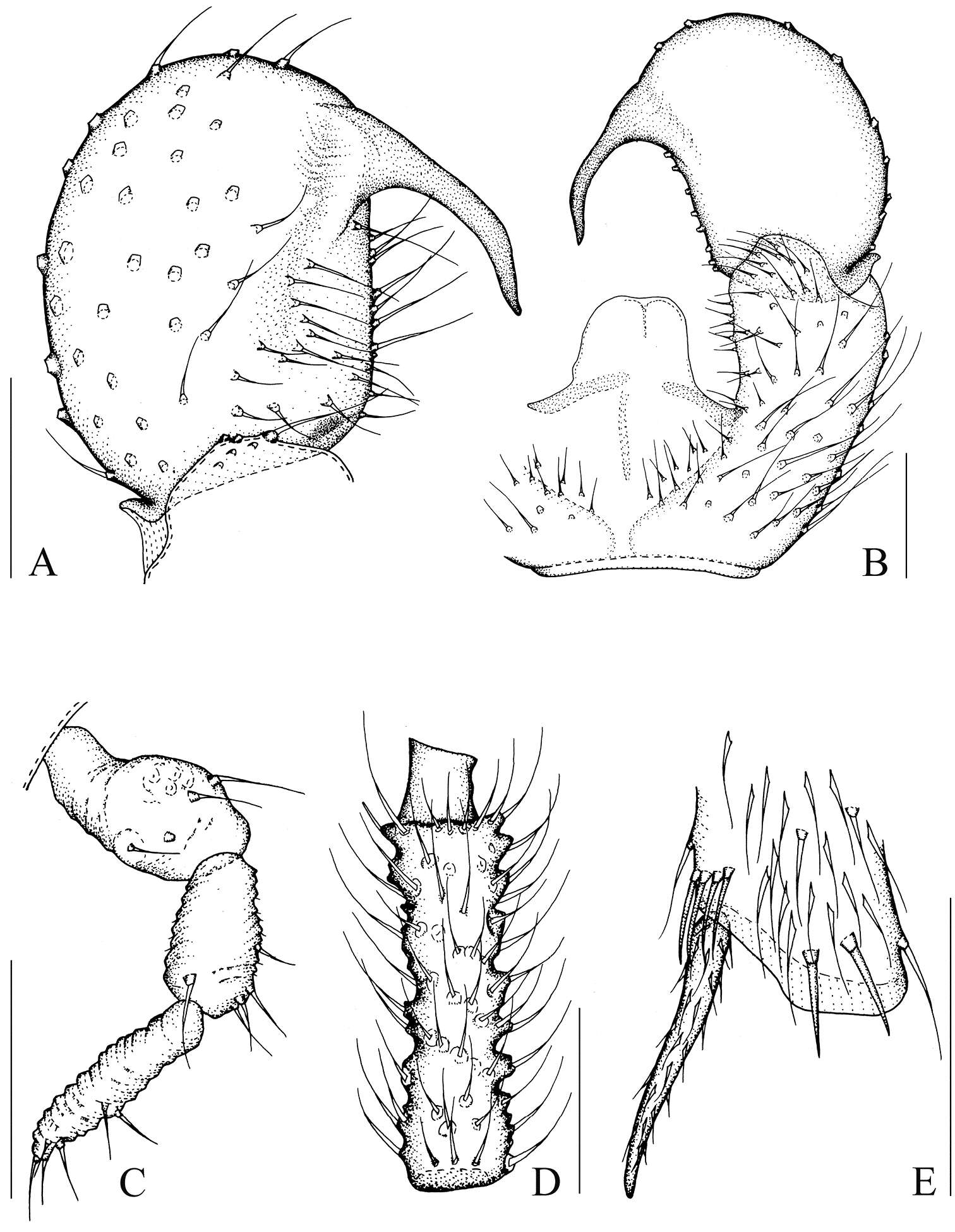 Image of Peyerimhoffia yunnana Shi, Huang, Zhang & Wu 2014