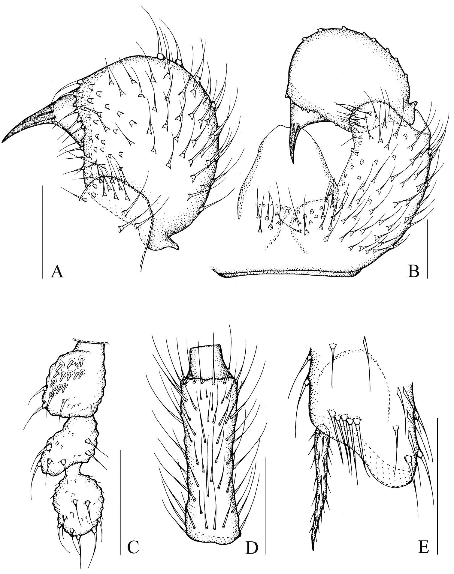 Image of Peyerimhoffia shennongjiana Shi, Huang, Zhang & Wu 2014