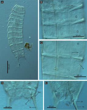 Sivun Scalidophora kuva