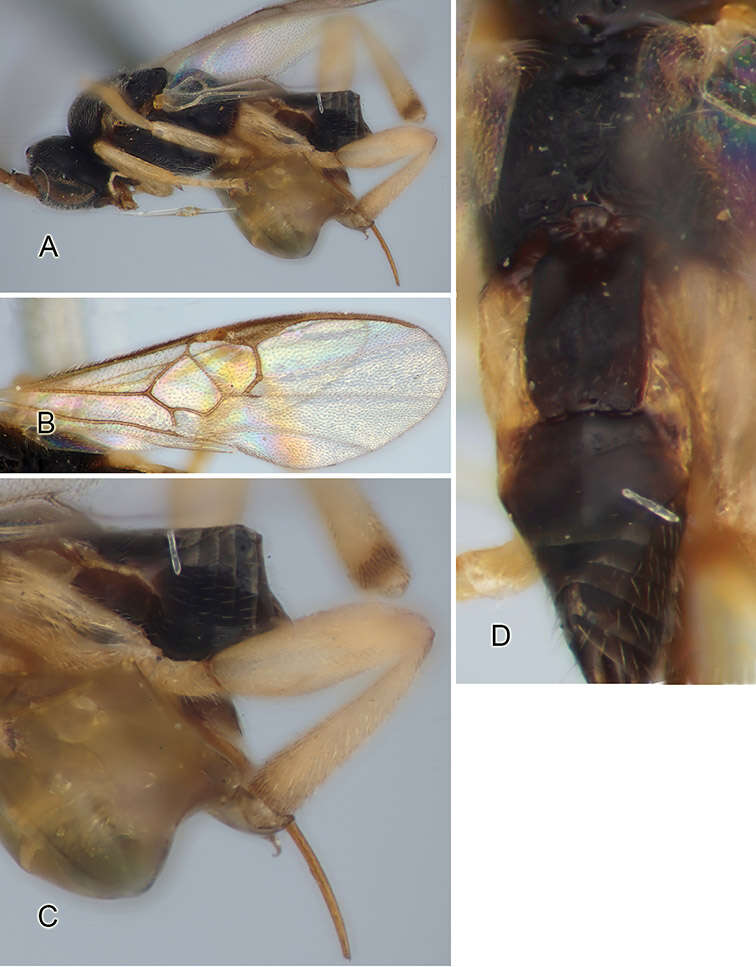 Sivun Apanteles leucopus (Ashmead 1900) kuva