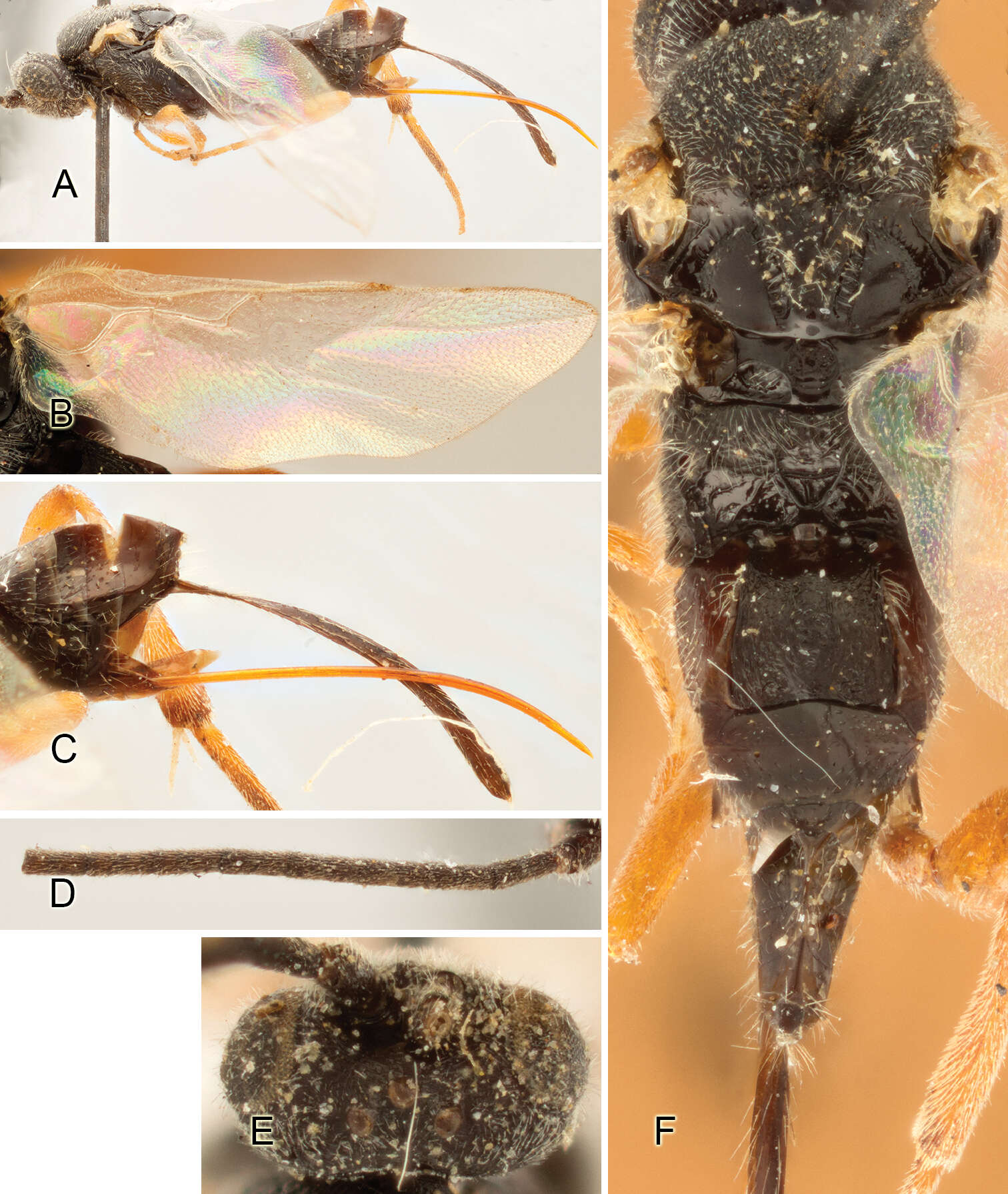 Image of Apanteles paranthrenidis Muesebeck 1921