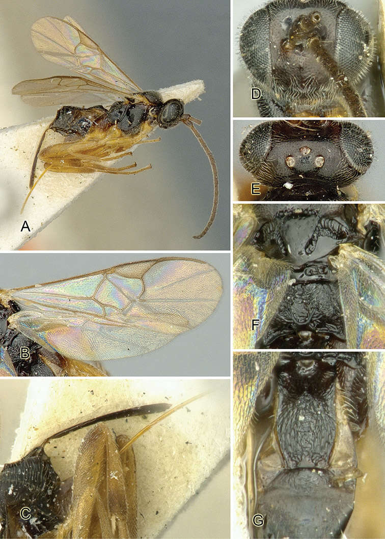 Sivun Apanteles rhomboidalis (Ashmead 1900) kuva