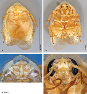 Image of Arenivaga darwini Hopkins 2014