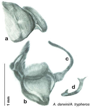 Imagem de Arenivaga darwini Hopkins 2014