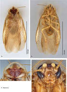 Image de Arenivaga diaphana Hopkins 2014