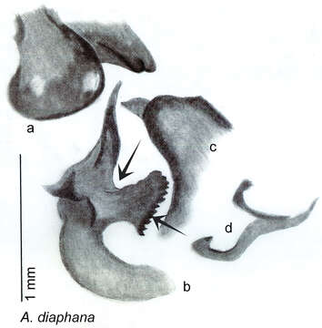 Image of Arenivaga diaphana Hopkins 2014