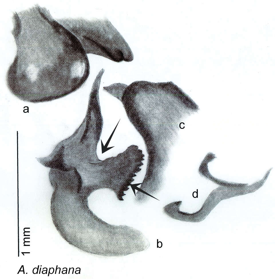 Image of Arenivaga diaphana Hopkins 2014