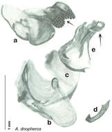 Image de Arenivaga dnopheros Hopkins 2014