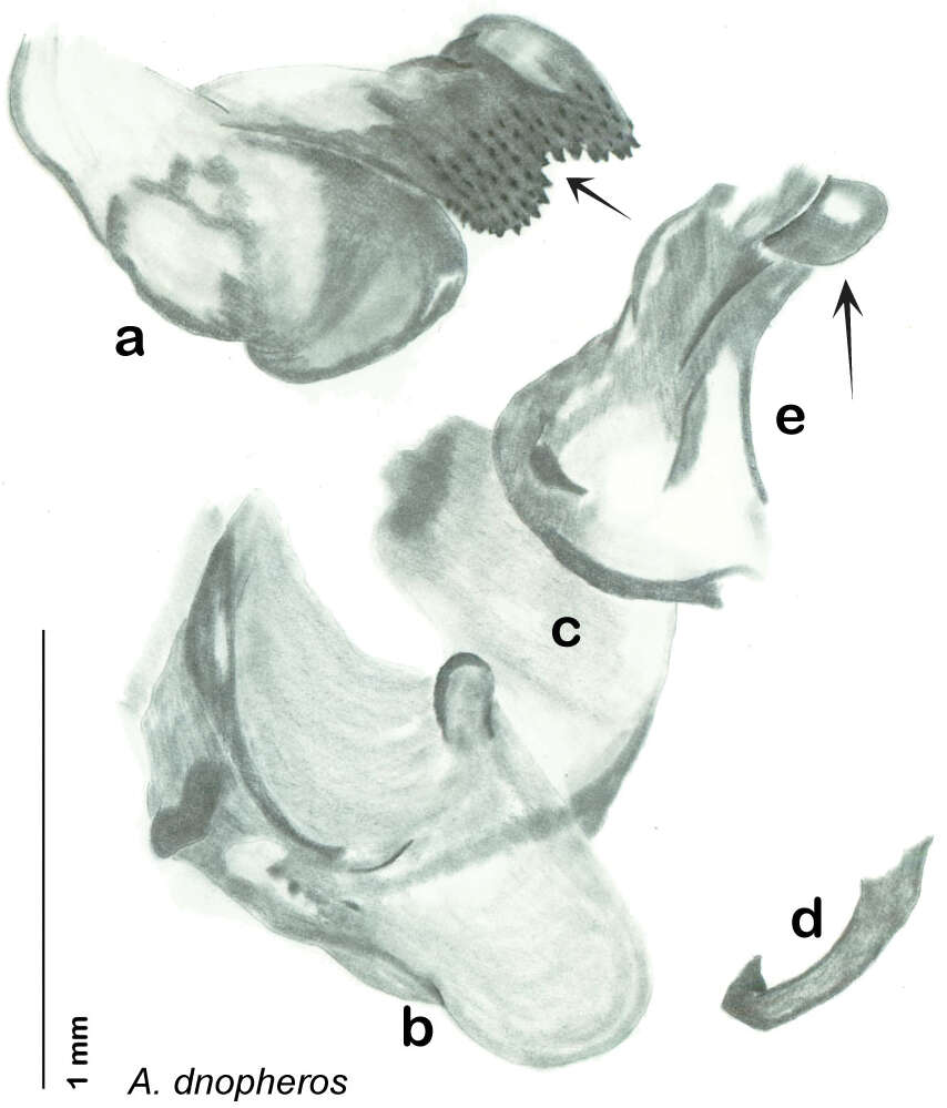 Image of Arenivaga dnopheros Hopkins 2014