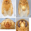 Arenivaga erratica (Rehn & J. A. G. 1903) resmi