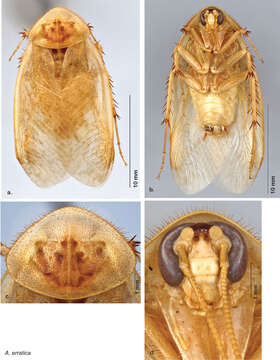 Arenivaga erratica (Rehn & J. A. G. 1903) resmi