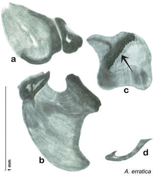 Arenivaga erratica (Rehn & J. A. G. 1903) resmi