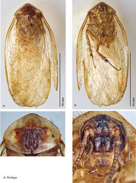 Image of Arenivaga florilega Hopkins 2014