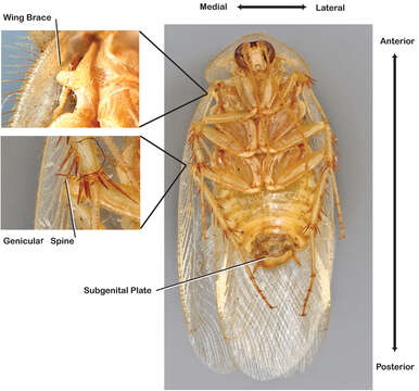 Image of sand cockroaches