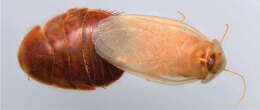 Image of Corydioidea