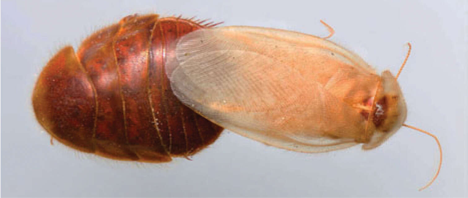 Image of Corydioidea