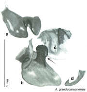 Image of Arenivaga grandiscanyonensis Hopkins 2014