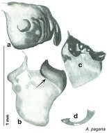 Image of Arenivaga grandiscanyonensis Hopkins 2014