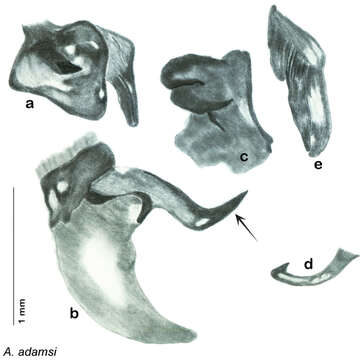 Image of Arenivaga hopkinsorum Hopkins 2014