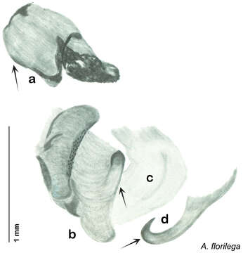 Image of Arenivaga hypogaios Hopkins 2014