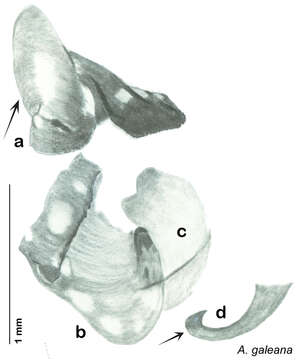 Image of Arenivaga hypogaios Hopkins 2014