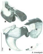 Image de Arenivaga investigata Friauf & Edney 1969