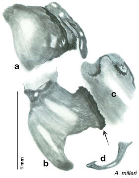 Image of Arenivaga milleri Hopkins 2014