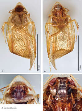 Image of Arenivaga mortisvallisensis Hopkins 2014