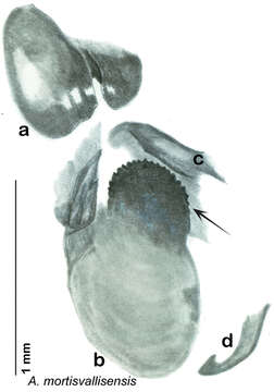 Arenivaga mortisvallisensis Hopkins 2014 resmi