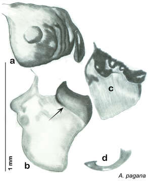 Image of Arenivaga pagana Hopkins 2014