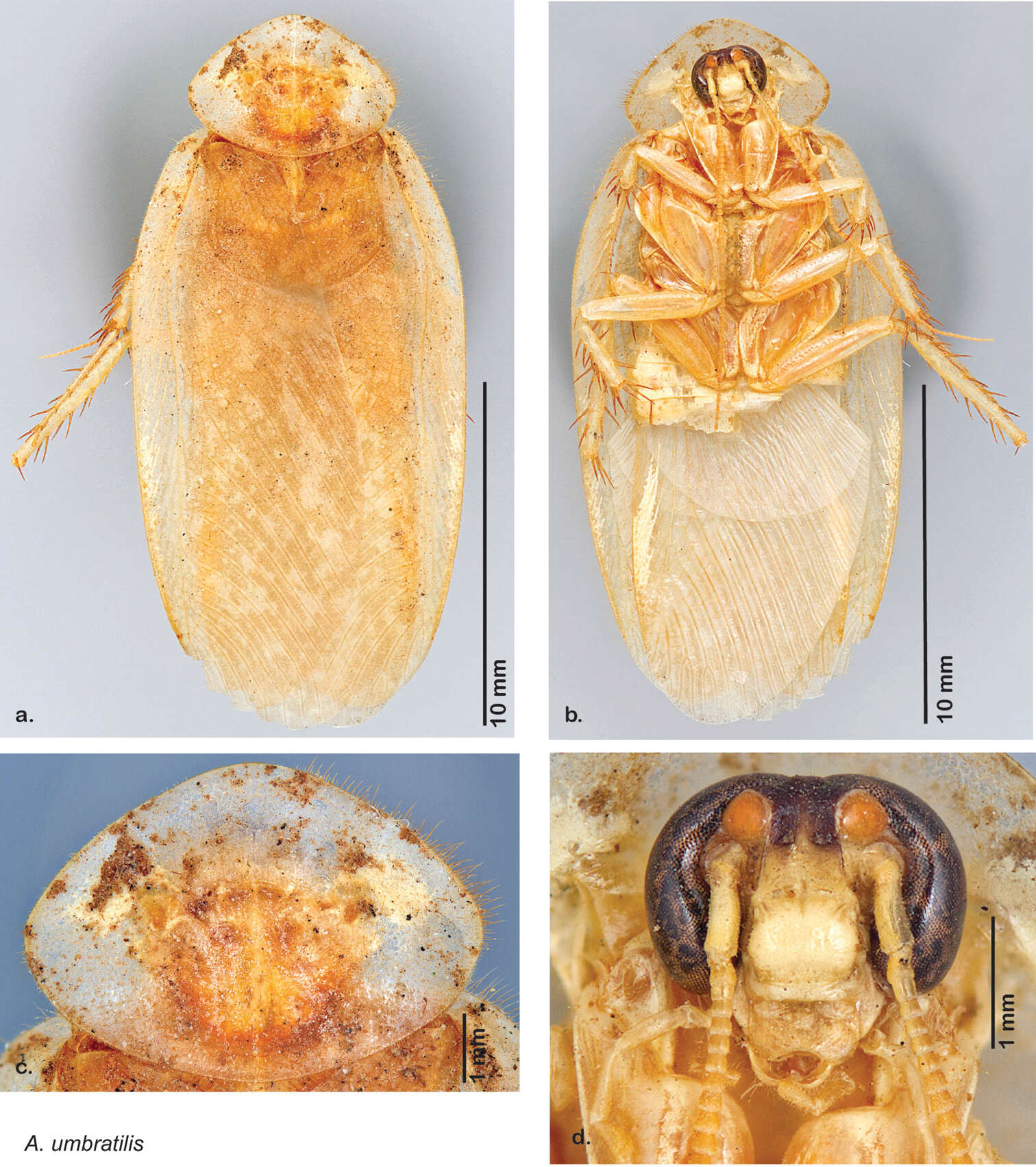 Image of Arenivaga umbratilis Hopkins 2014