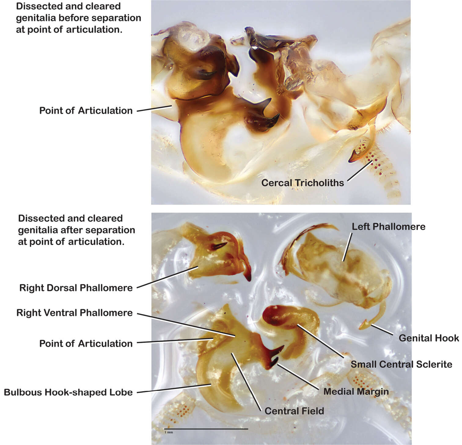 Image of Arenivaga umbratilis Hopkins 2014