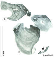 Image of Arenivaga umbratilis Hopkins 2014