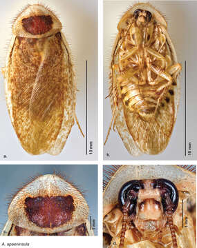 Image of Arenivaga apaeninsula Hopkins 2014