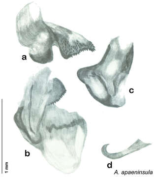 Image of Arenivaga apaeninsula Hopkins 2014